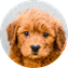 Akbash Dog Puppy For Sale Luxury Puppy